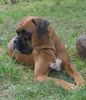 Boxer Hund