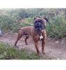 Boxer Hund