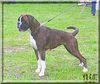 Boxer Hund