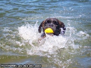 Boxer Quana beim Schwimmen