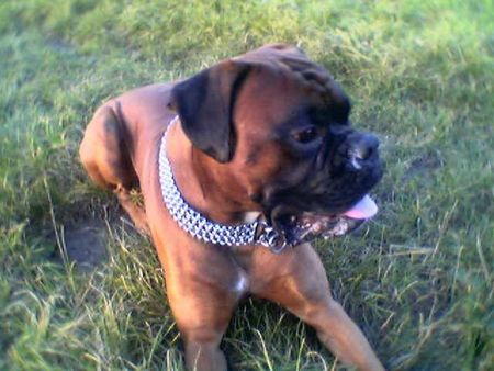 Boxer Rocky (Gero von der Anschütt) aus Kernen im Remstal