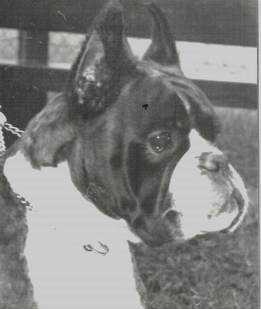 Boxer Paulina v. Stedinger Hof