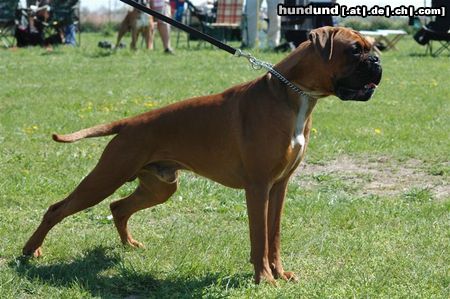 Boxer Tyson von der Lindwurmstadt ca.11 Monate