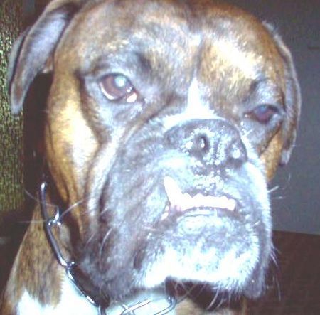 Boxer unser Niko  2.5Jahre