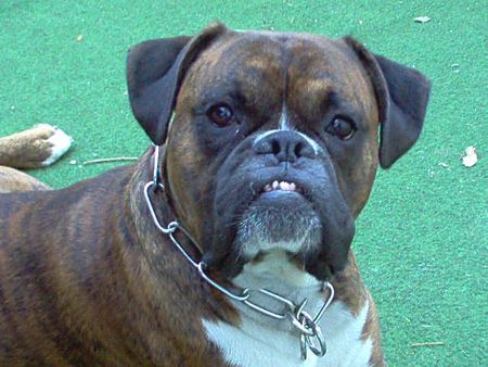 Boxer unser Niko  2.5Jahre