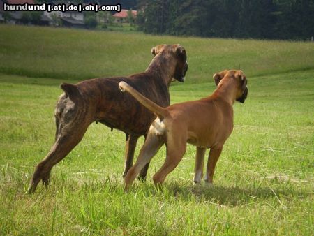 Boxer Alles im Blick =)