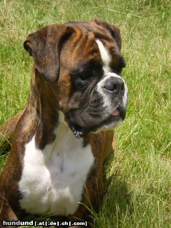 Boxer Lucy  =)