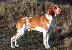 Bracco Italiano