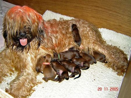 Briard Vanouck de la Foret d'Emeraudes mit Ihren welpen