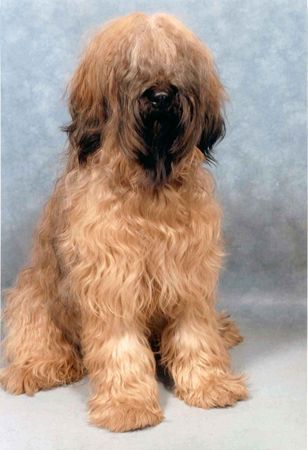 Briard Vanouck de la Foret d'Emeraudes