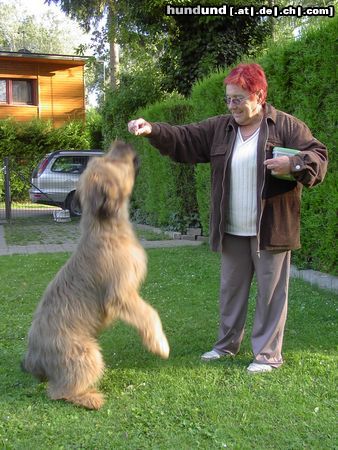 Briard ABOU, 5 Monate, fast so groß wie seine Leihoma