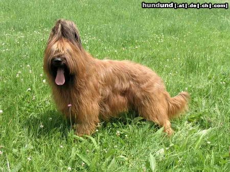 Briard