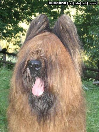 Briard