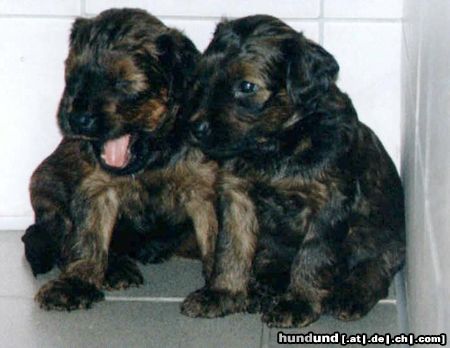 Briard