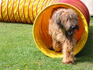 Briard