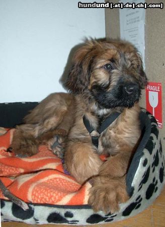 Briard Quax, inzwischen 13 Wochen alt