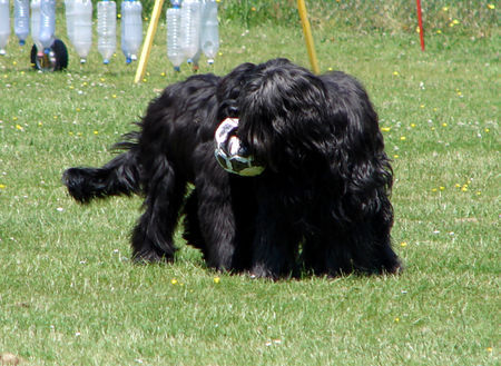 Briard Freunde