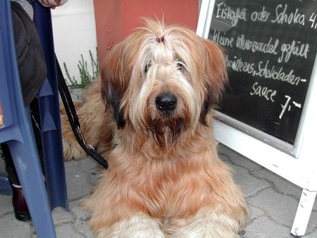 Briard hi, mein name ist emile, liebe grüße aus berlin