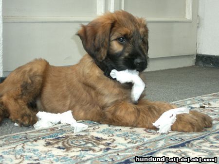 Briard Ich bin Quax (8 Wochen alt). Bin ich nicht süß?!