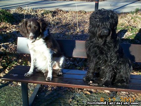 Briard Ruby und ihr bester Freund