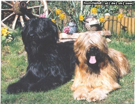 Briard Gaelic crown`s Etoile +Diabolo