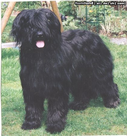 Briard Gaelic crown`s  Diabolo