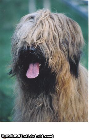 Briard Etoile