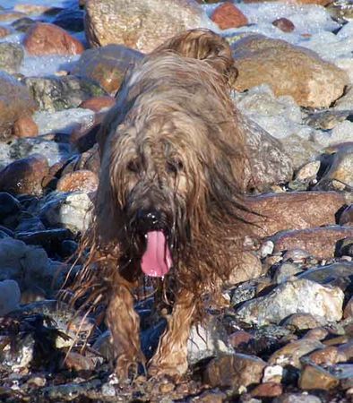 Briard Gaelic-crowns Etoile