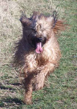 Briard Gaelic-crowns Etoile