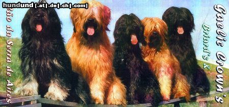 Briard Gaelic crown`s  Briards +Daires