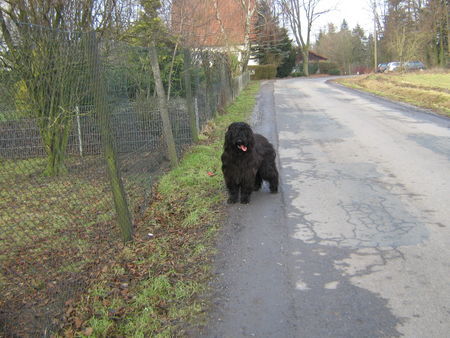 Briard Astair des charmantes crapules