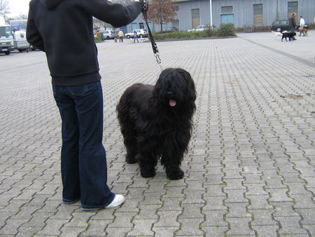 Briard moin