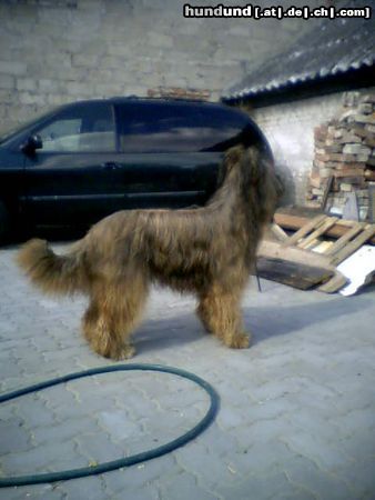 Briard Ch.Pl.Rus.Ml.Ch.Pl Gosse.