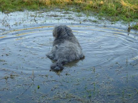 Briard Die ist meine Wasserratte Sally. Eine waschechte Wällerhündin die keiner Pfütze widerstehen kann.