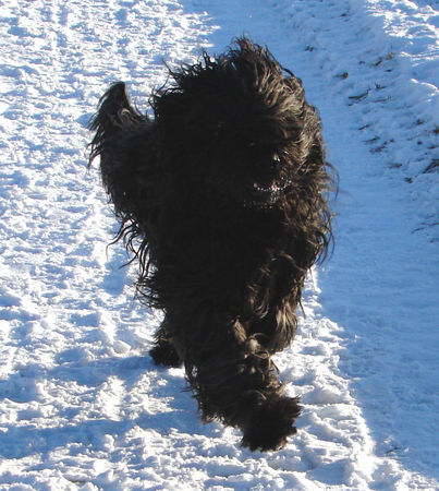 Briard Shadow