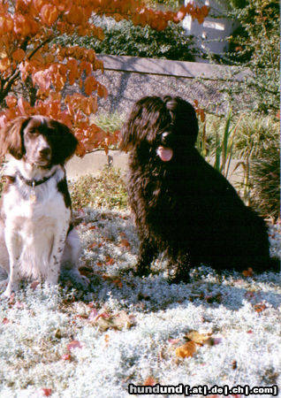 Briard Ruby und ihr bester Freund