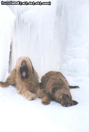 Briard Meine beiden Hunde Hira und Emil