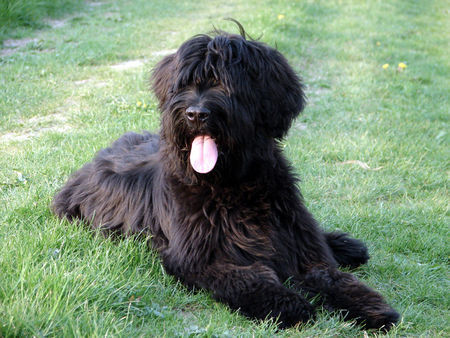 Briard Ironic Dalido \ 5,5 Monate