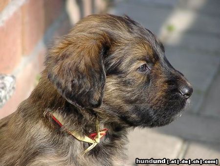 Briard Hallo ich bin Billy und gerade  Wochen alt