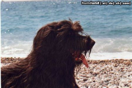 Briard In Korsika am Strand - ein wahres Hundeparadies