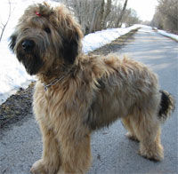 Briard