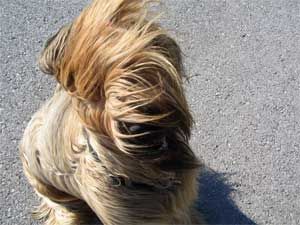 Briard