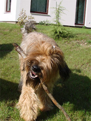 Briard