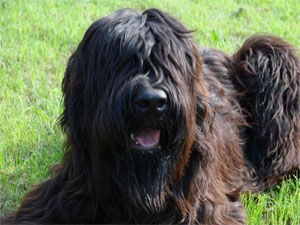 Briard