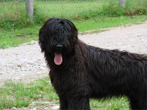 Briard