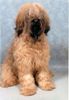 Briard Hund