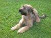 Briard Hund