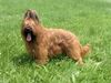 Briard Hund