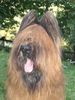 Briard Hund