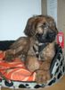 Briard Hund